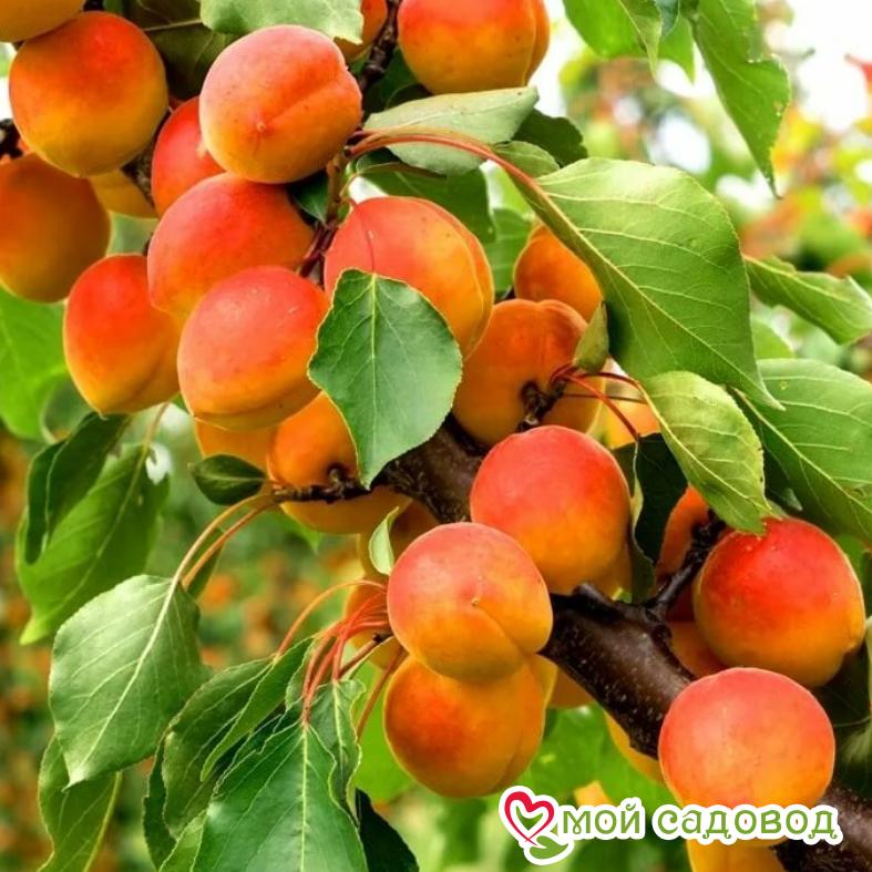 Абрикос Августин