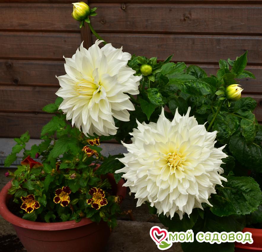 Георгина ФЛЁРЕЛЬ