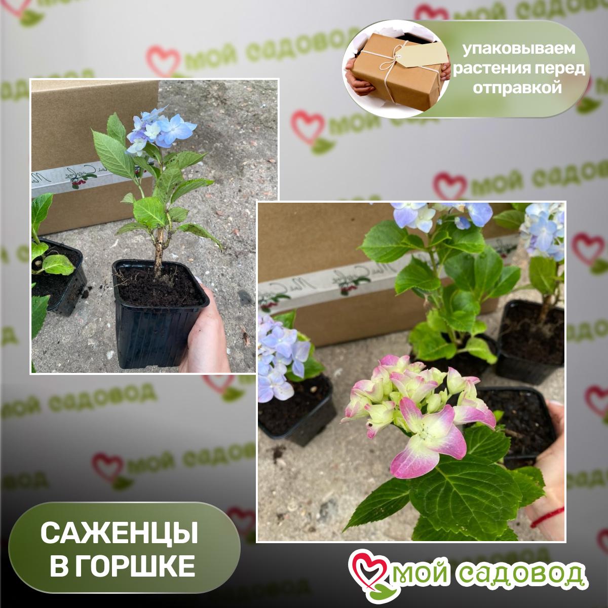 Гортензия Спарк хот Пинк